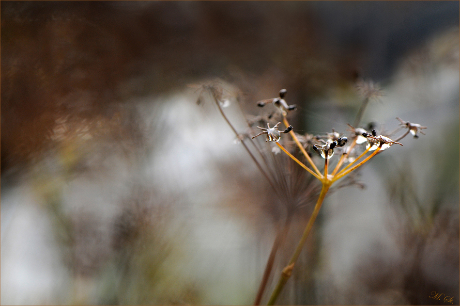 Herbstmorgen II