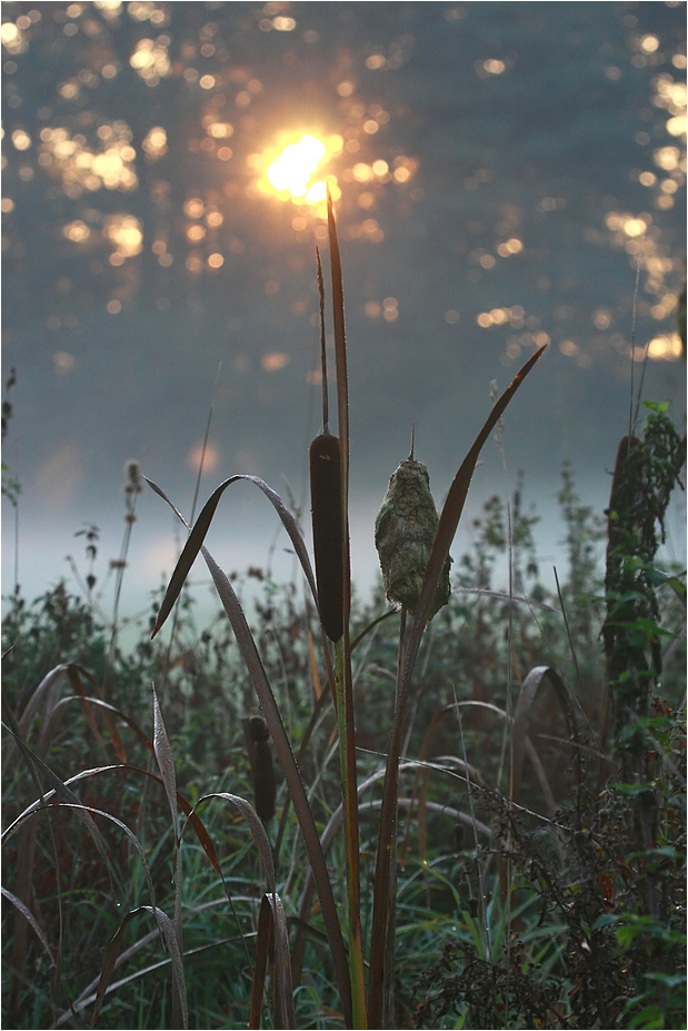 Herbstmorgen II