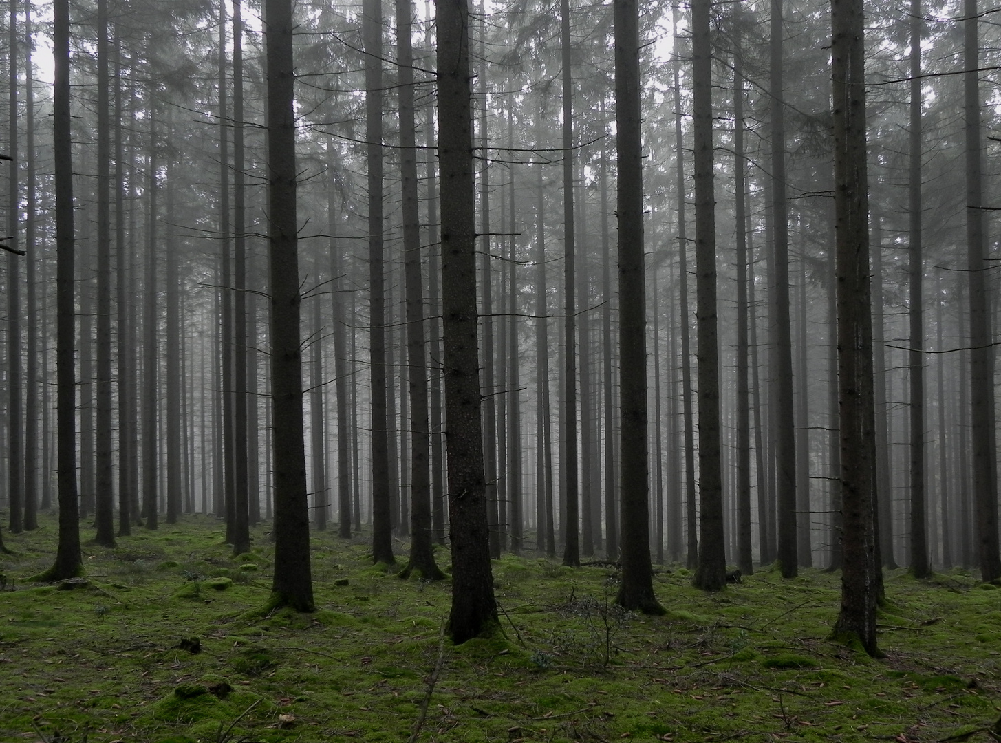 Herbstmorgen im Arnsberger Wald