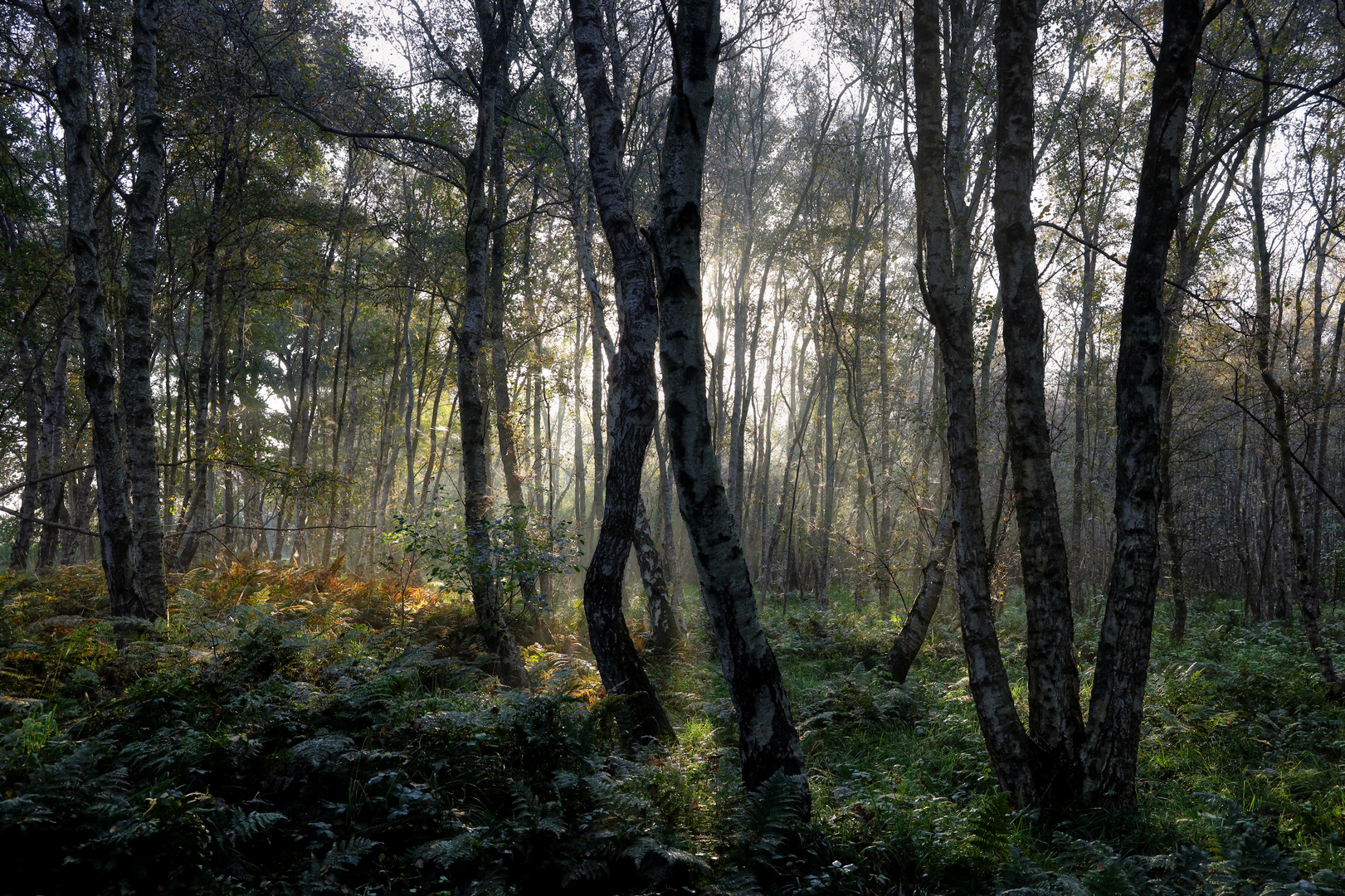 Herbstmorgen im Birkenwald - autumn morning in birch forest