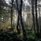 Herbstmorgen im Birkenwald - autumn morning in birch forest