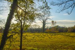 Herbstmorgen im Dunst und Gegenlicht_MG_0280