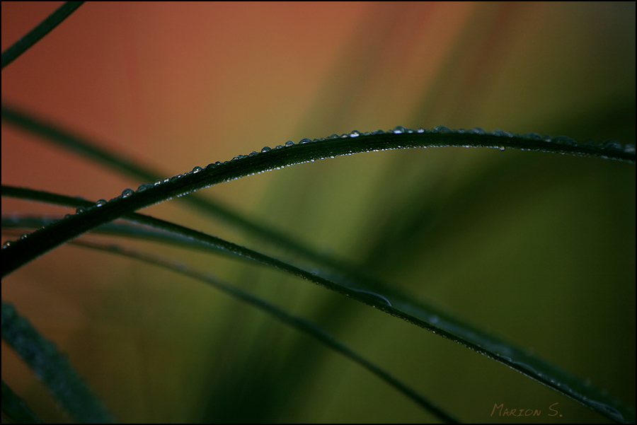 Herbstmorgen im Garten (4)