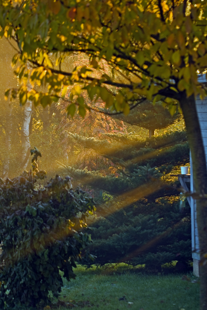 Herbstmorgen im Garten