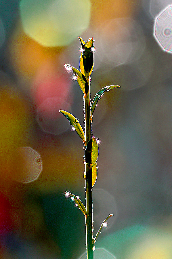 Herbstmorgen im Gegenlicht