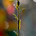 Herbstmorgen im Gegenlicht