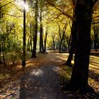 Herbstmorgen im Hofgarten