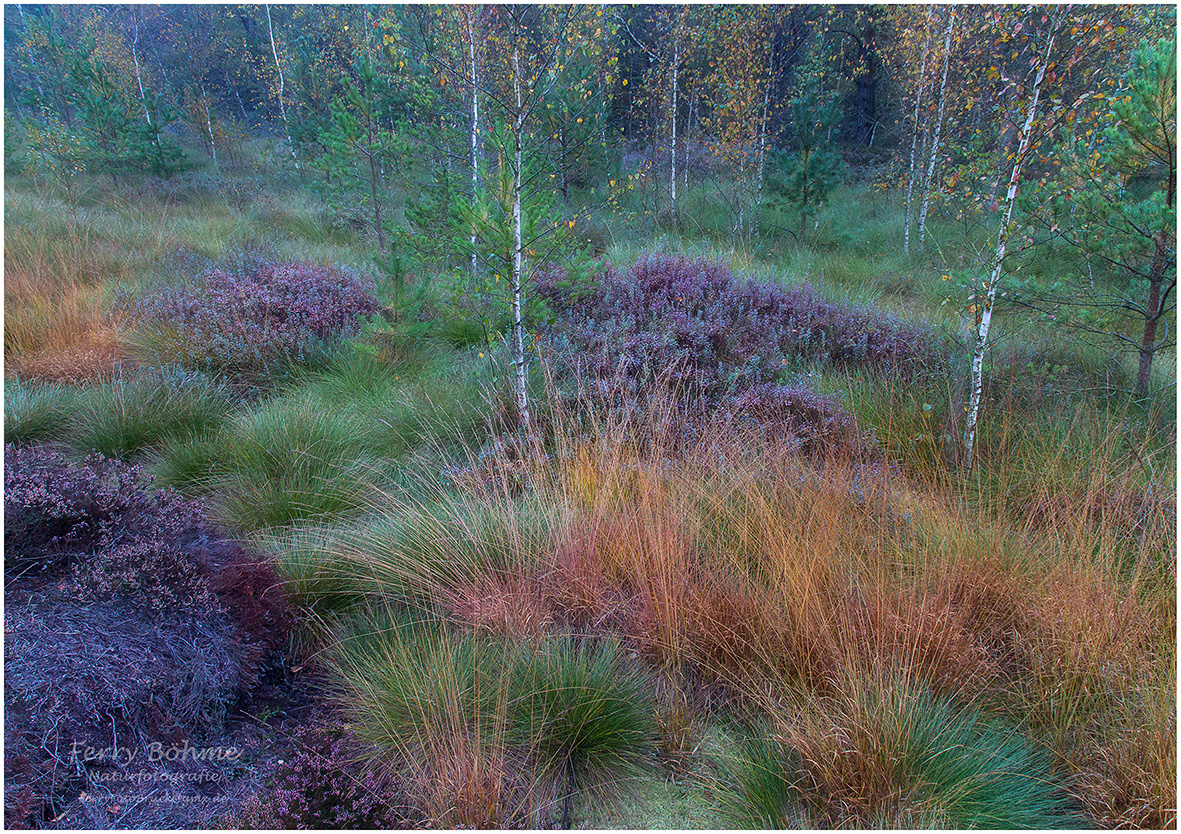 Herbstmorgen im Moor