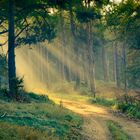 Herbstmorgen im Müritz-Nationalpark