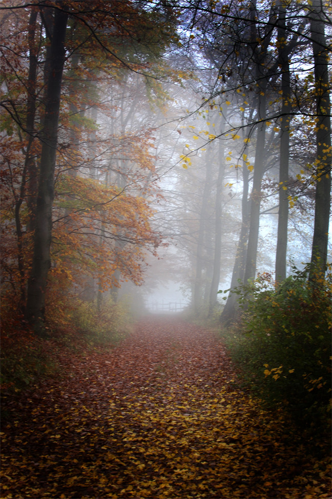 Herbstmorgen im Nebelwald