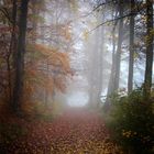 Herbstmorgen im Nebelwald