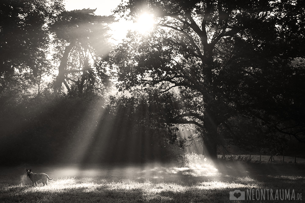 Herbstmorgen im Park