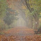 Herbstmorgen im Park