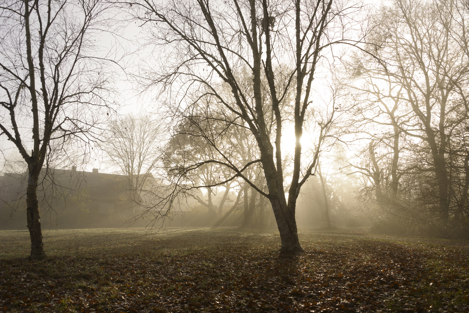 Herbstmorgen im Park mit Nebel