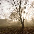 Herbstmorgen im Park mit Nebel