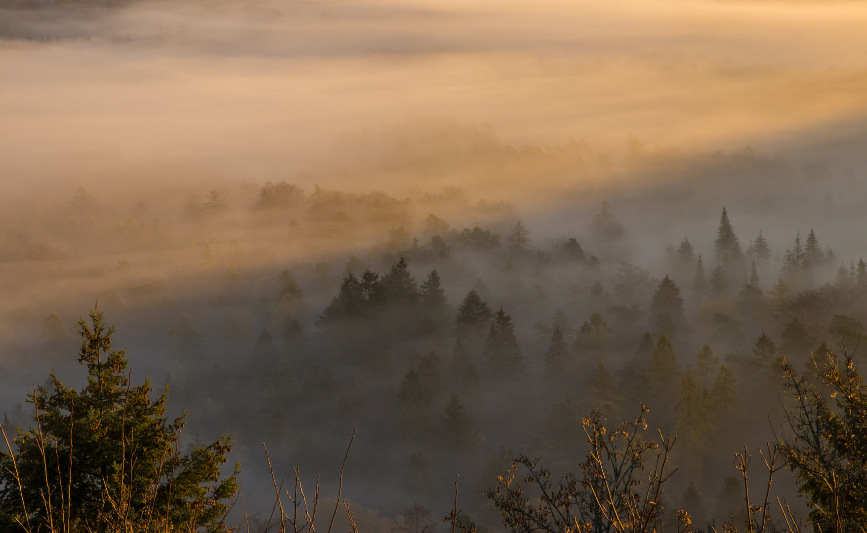 Herbstmorgen im Pfälzer Wald