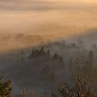 Herbstmorgen im Pfälzer Wald