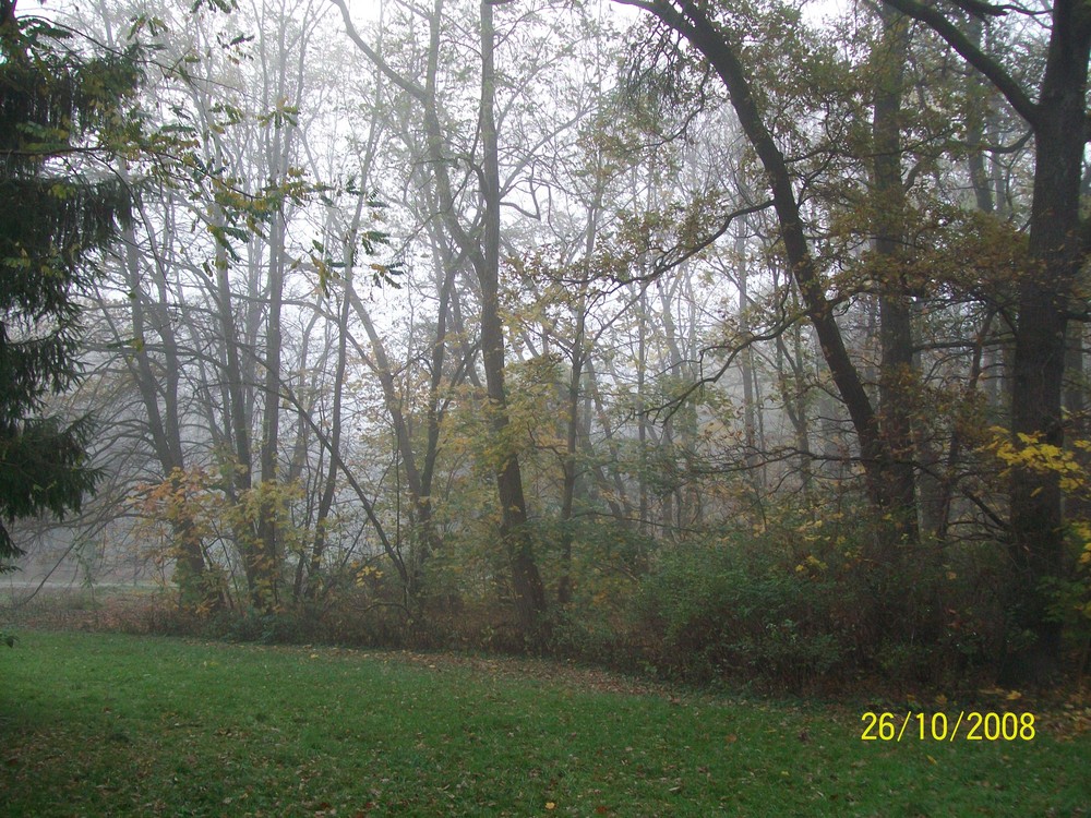 Herbstmorgen im Südpark IV