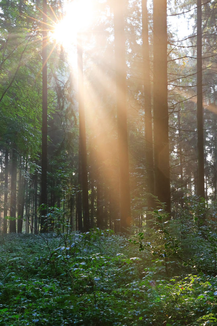 Herbstmorgen im Wald