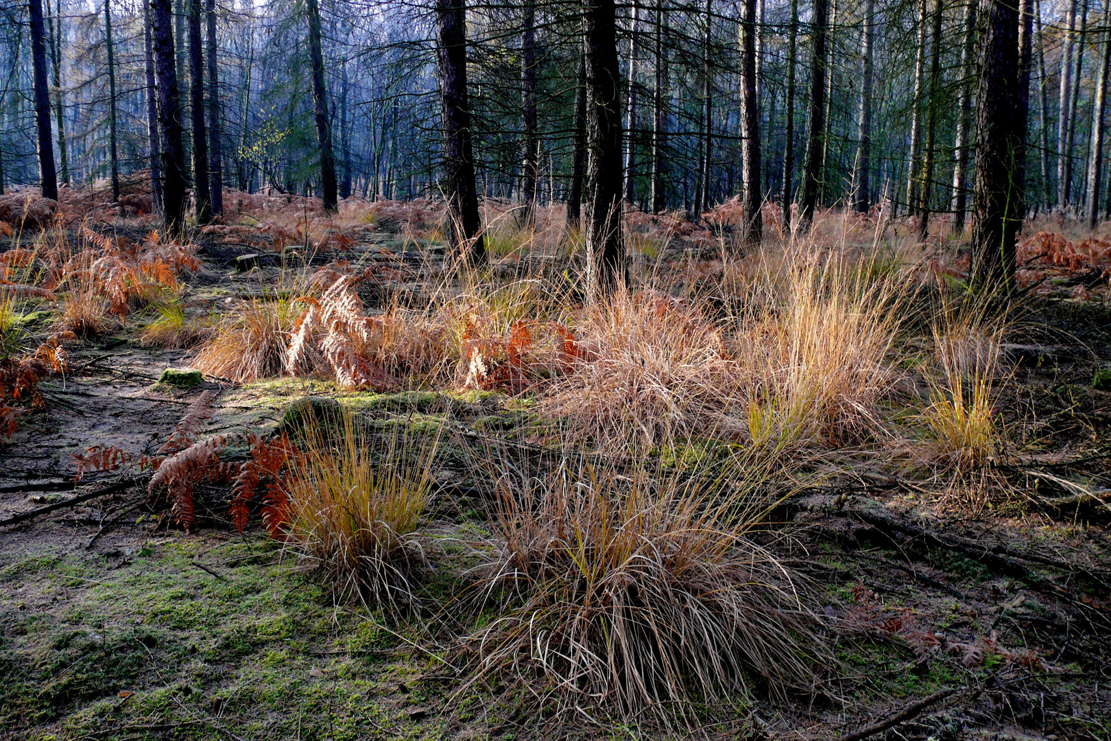 Herbstmorgen im Wald