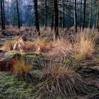 Herbstmorgen im Wald