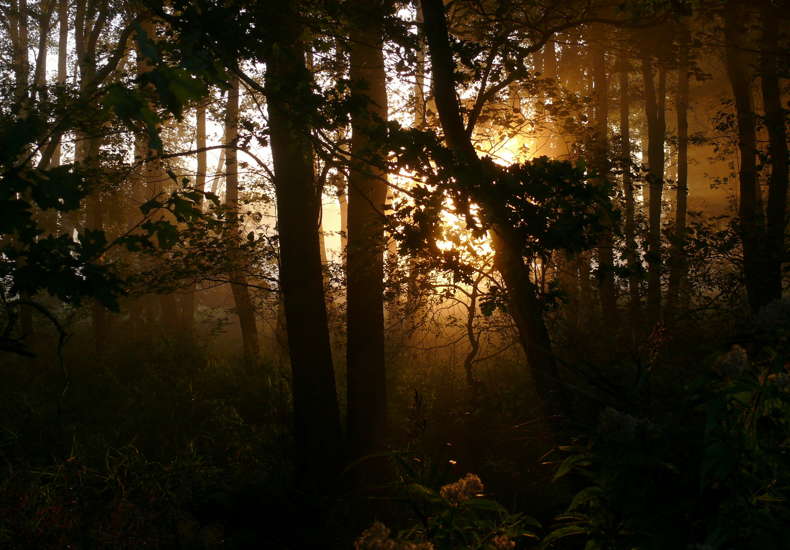 Herbstmorgen im Wald