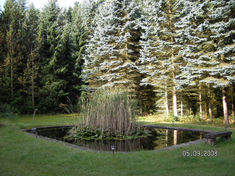 Herbstmorgen im Wald bei Bad Bevensen