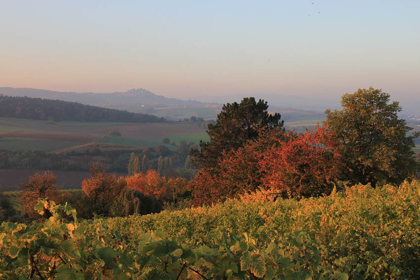 Herbstmorgen im Weinberg 2