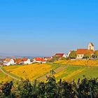 Herbstmorgen im Weinberg