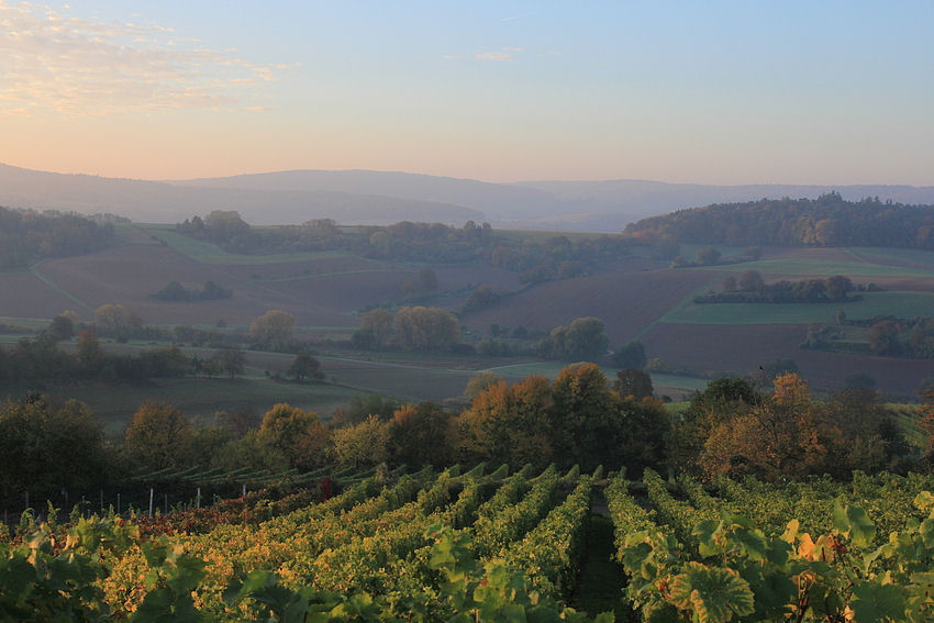 Herbstmorgen im Weinberg