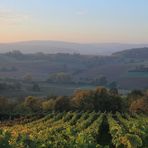 Herbstmorgen im Weinberg