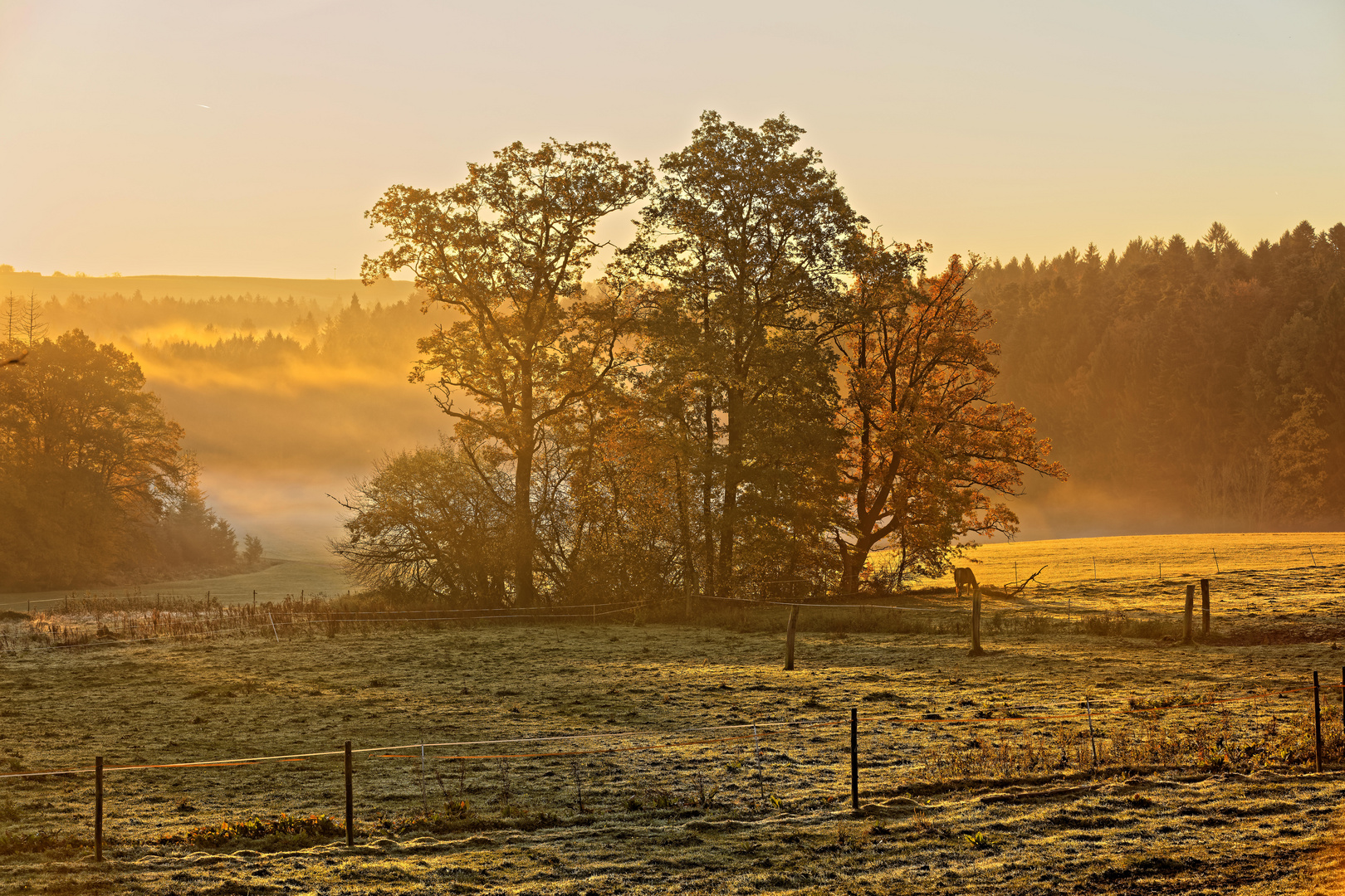 Herbstmorgen im Welzheimer Wald