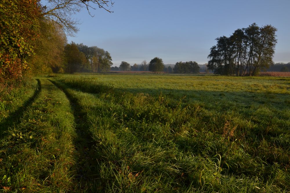 Herbstmorgen im Wiesengrund 2