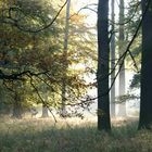 Herbstmorgen imTiergarten