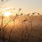 Herbstmorgen in den Wiesen