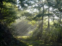 Herbstmorgen in der Eifel