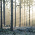 Herbstmorgen in der Eifel