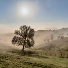 *Herbstmorgen in der Moseleifel*