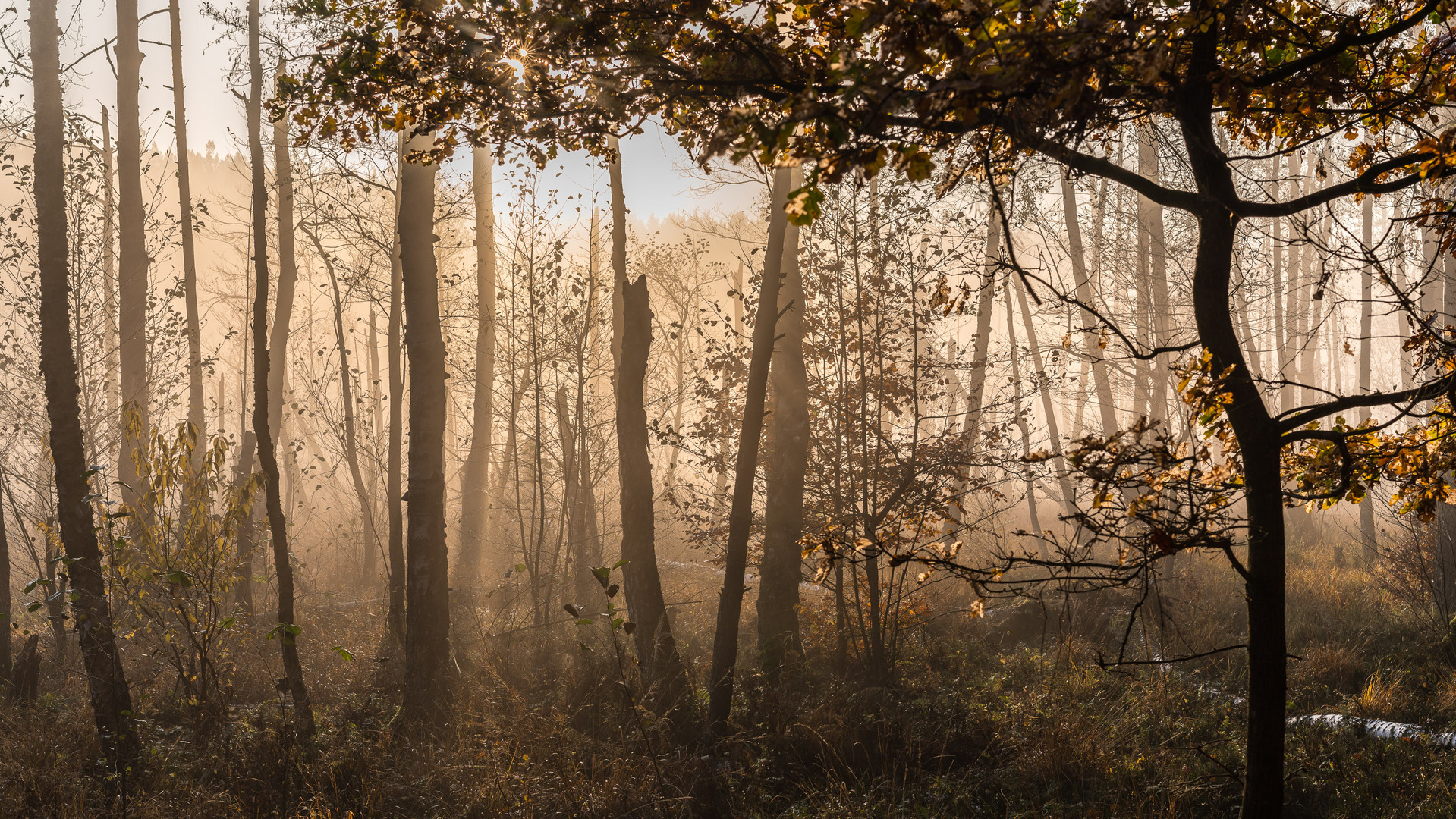 Herbstmorgen in der Tangersdorfer Heide    01972  