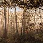 Herbstmorgen in der Tangersdorfer Heide    01972  