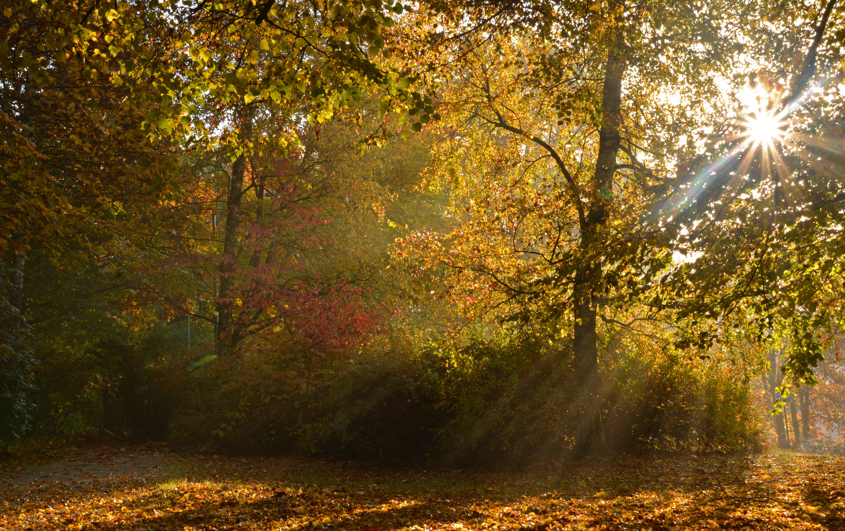 Herbstmorgen in Dreslers Park