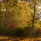 Herbstmorgen in Dreslers Park