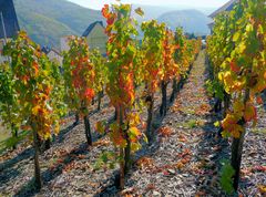 Herbstmorgen in einem Weinberg an der Ahr