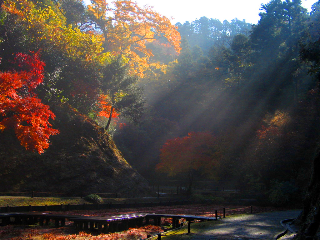 herbstmorgen in kamakura