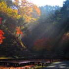 herbstmorgen in kamakura