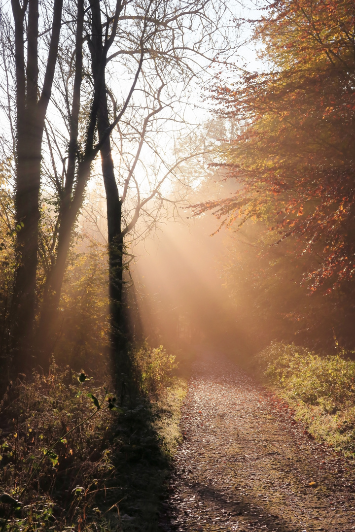 Herbstmorgen-in-Lippe