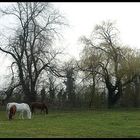 Herbstmorgen in R.