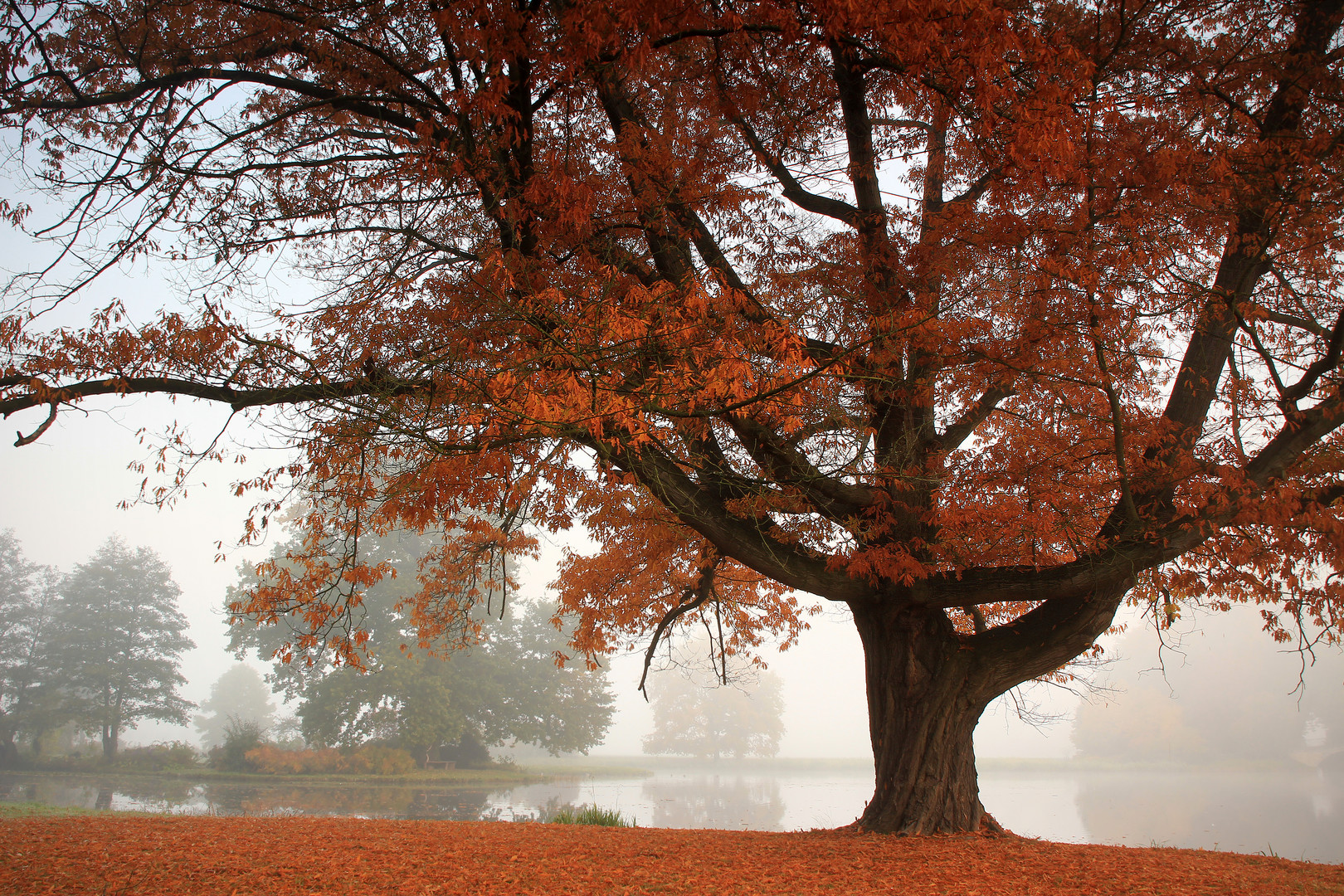 Herbstmorgen in Wörlitz 2