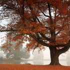 Herbstmorgen in Wörlitz 2