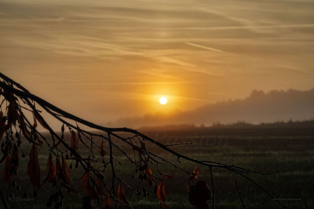 Herbstmorgen mit Ast